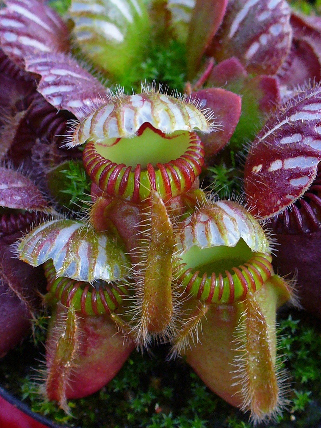 Cephalotus: ejemplar de referencia