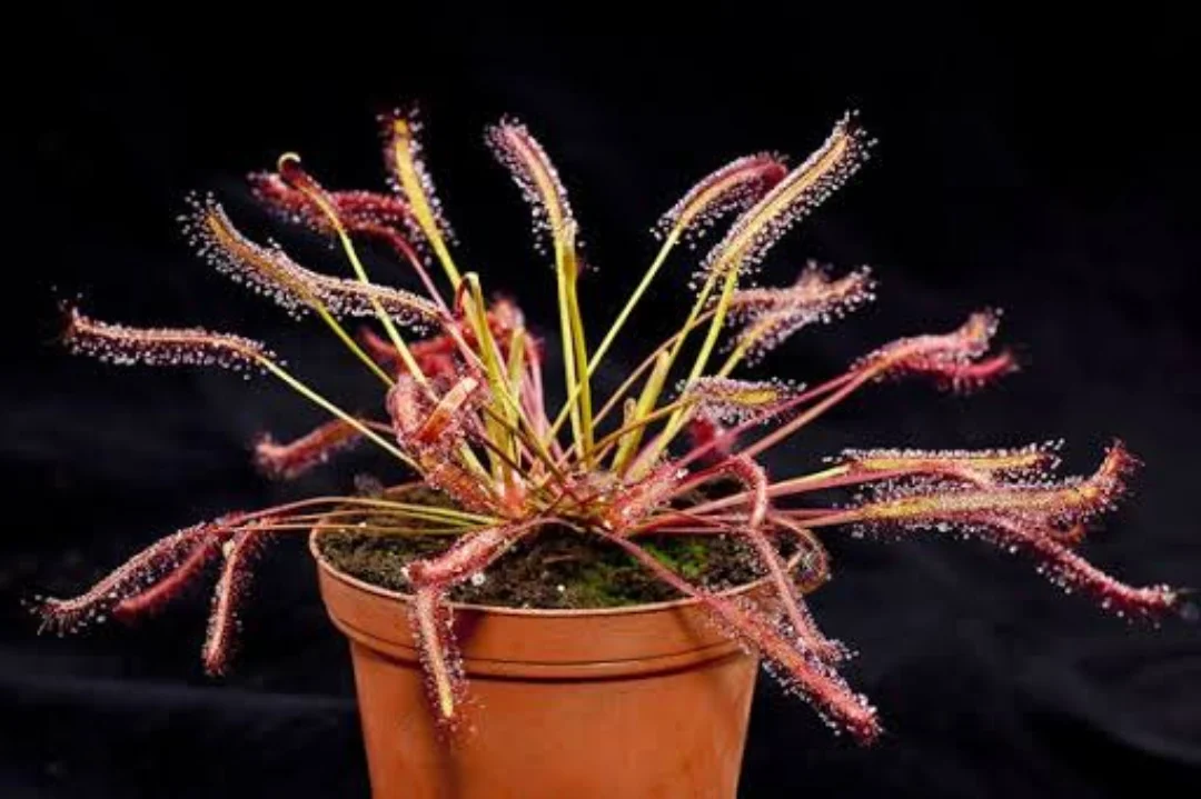 Drosera: ejemplar de referencia