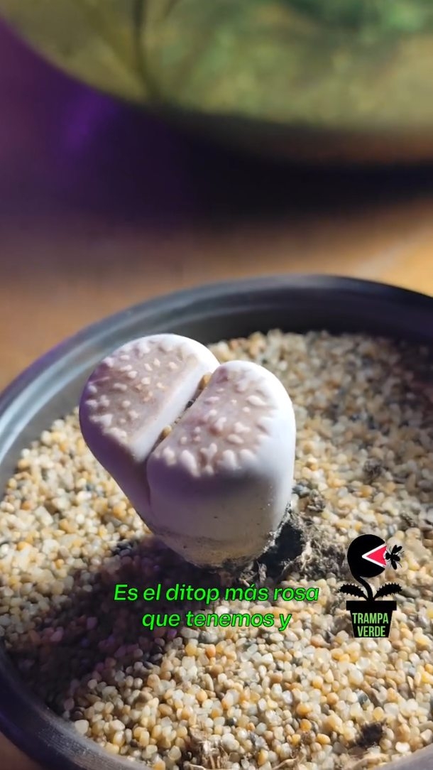 Lithops: ejemplar de referencia