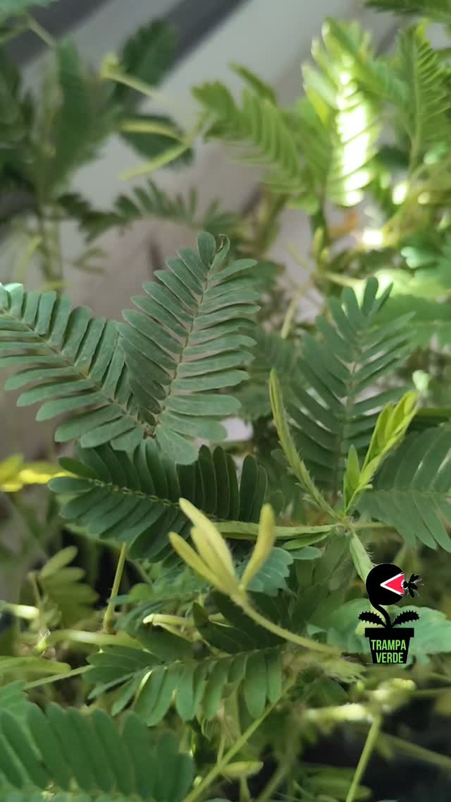 Mimosa sensitiva: ejemplar de referencia