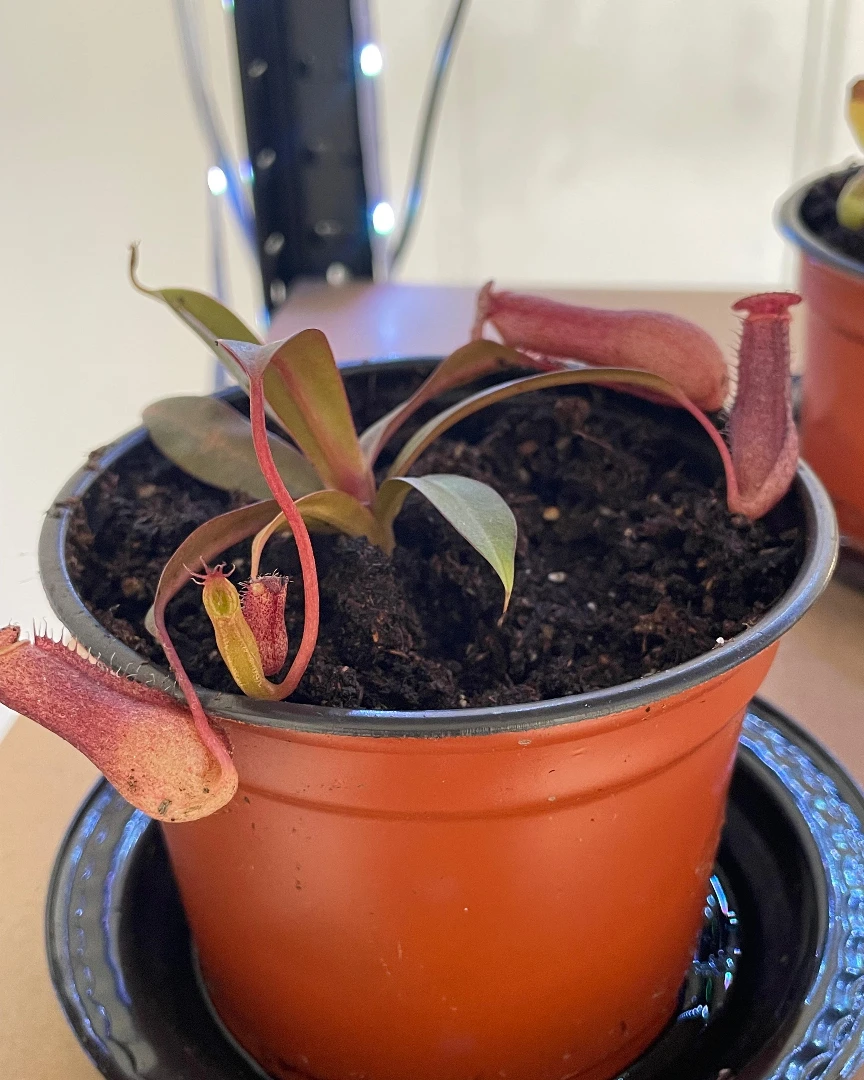 Nepenthes Gaea: ejemplar de referencia