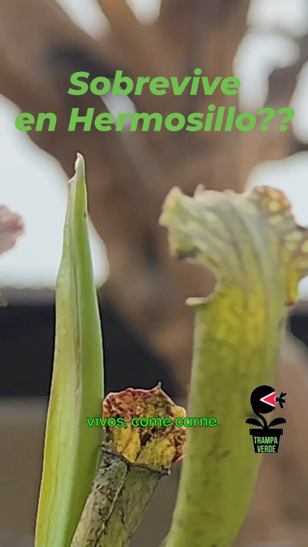 Sarracenia: ejemplar de referencia