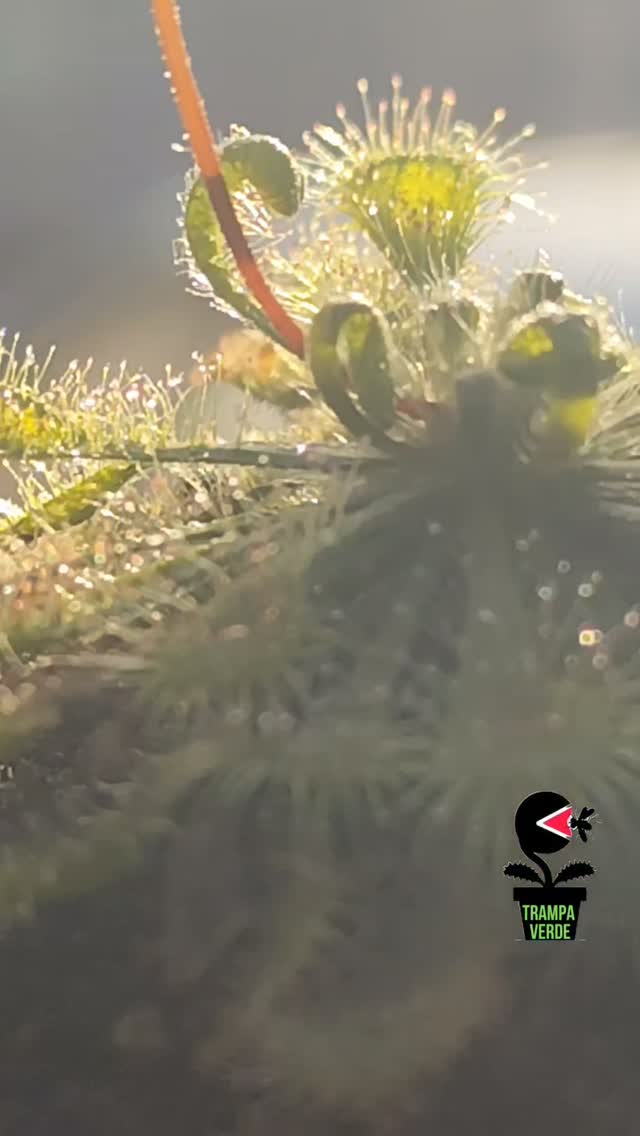 Drosera spatulata: ejemplar de referencia