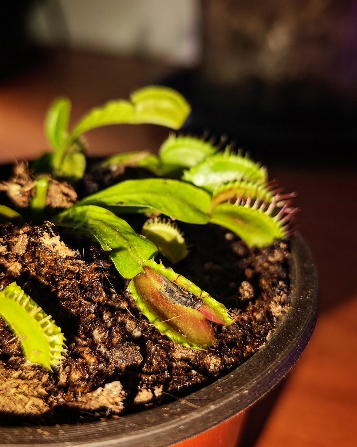 Primer plano de las trampas de una Venus cultivada en Trampa Verde